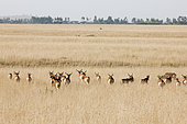 Swayne's Hartebeest (Alcelaphus buselaphus swaynei), Senkele Wildlife Sanctuary. Swayne's Hartebeest is an endangered antilope, which is endemic to Ethiopia. Africa, East Africa, Ethiopia