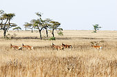 Swayne's Hartebeest (Alcelaphus buselaphus swaynei), Senkele Wildlife Sanctuary. Swayne's Hartebeest is an endangered antilope, which is endemic to Ethiopia. Africa, East Africa, Ethiopia