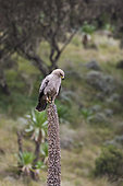 Tawny Eagle (Aquila rapax) in the Simien Mountains National Park. Africa, East Africa, Ethiopia
