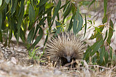 Short-beaked Echidna (Tachyglossus aculeatus), an oviparous mammal of Australia. Short-beaked Echidnas feed on Ants and termites, the spiky coat, which can differ in color and density in Australia, is protecting the Echidna from predators. Australia, South Australia