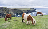 Poneys Shetland au pâturage près de hautes falaises, îles Shetland, Écosse.