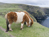 Poneys Shetland au pâturage près de hautes falaises, îles Shetland, Écosse.