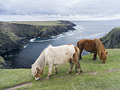 Shetland Pony on pasture near high cliffs on the Shetland Islands in Scotland. europe, central europe, northern europe, united kingdom, great britain, scotland, northern isles,shetland islands, May