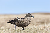 Great Skua or Bonxie (Stercorarius Skua), Hermaness Bird reserve, Unst. Europe, Great Britain, Scotland, Northern Isles, Shetland, May