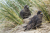 Juvenile Striated Caracara (Phalcoboenus australis) or Johnny Rook, considered as very intelligent and curious, one of the rarest birds of prey in the world. South America, Falkland Islands, January