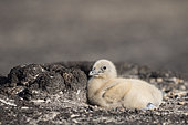 Falkland or Brown Skua or Subanarctic Skua (Stercorarius antarcticus, taxonomy in dispute). chick. South America, Falkland Islands, January