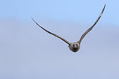 Great Skua also called Bonxie (Stercorarius Skua), in flight. Europe, northern europe, great britain, scotland, Shetland Islands, June