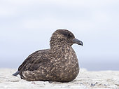 Falkland Skua or Brown Skua (Stercorarius antarcticus, exact taxonomy is under dispute) are the great skuas of the southern polar and subpolar region. South America, Falkland Islands, January