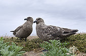 Pair with chick, Falkland Skua or Brown Skua (Stercorarius antarcticus, exact taxonomy is under dispute) are the great skuas of the southern polar and subpolar region. South America, Falkland Islands, January