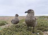 Pair with chick, Falkland Skua or Brown Skua (Stercorarius antarcticus, exact taxonomy is under dispute) are the great skuas of the southern polar and subpolar region. South America, Falkland Islands, January