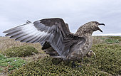 Pair with chick and typical wing display. Falkland Skua or Brown Skua (Stercorarius antarcticus, exact taxonomy is under dispute) are the great skuas of the southern polar and subpolar region. South America, Falkland Islands, January