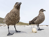 Falkland Skua or Brown Skua (Stercorarius antarcticus, exact taxonomy is under dispute), feeding on an egg of a Gentoo Penguin. They are the great skuas of the southern polar and subpolar region. South America, Falkland Islands, January