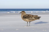 Falkland Skua or Brown Skua (Stercorarius antarcticus, exact taxonomy is under dispute). They are the great skuas of the southern polar and subpolar region. South America, Falkland Islands, January