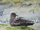 Brown Skua (Stercorarius lonnbergi) on South Georgia. The taxonomy is under dispute. Other names are: Stercorarius antarcticus lonnbergi, Antarctic Skua, Southern Great Skua, Lestris antarcticus. Antarctica, Subantarctica, South Georgia, October