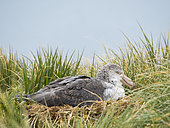 Northern Giant Petrel or Hall's Giant Petrel (Macronectes halli) on nest on Prion Island in the Bay of Isles on South Georgia. Antarctica, Subantarctica, South Georgia, October