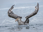Northern Giant Petrel or Hall's Giant Petrel (Macronectes halli) bathing in the Bay of Isles near Prion Island on South Georgia. Antarctica, Subantarctica, South Georgia, October