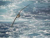 Northern Giant Petrel or Hall's Giant Petrel (Macronectes halli) soaring over the waves of the South Atlantic near South Georgia. Antarctica, Subantarctica, South Georgia, October