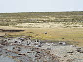 Southern Giant Petrel (Macronectes giganteus), in colony with chick on the Falkland Islands. South America, Falkland Islands, January