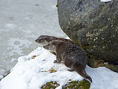 Eurasian Otter (Lutra lutra) during winter, beginning of the mating season. NP Bavarian Forest, enclosure. Europe, Germany, Bavaria