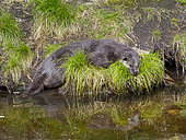 Eurasian Otter (Lutra lutra) during summer. Enclosure in the National Park Bavarian Forest, Europe, Germany, Bavaria