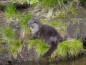 Eurasian Otter (Lutra lutra) during summer. Enclosure in the National Park Bavarian Forest, Europe, Germany, Bavaria