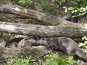 Eurasian Otter (Lutra lutra) during summer. Enclosure in the National Park Bavarian Forest, Europe, Germany, Bavaria