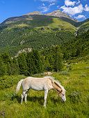 Haflinger Horse on its mountain pasture (Shieling) in the Oetztal Alps in the Rofen Valley near Vent. Europe, Austria, Tyrol