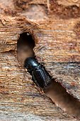 European spruce bark beetle (Ips typographus), beetle making tunnels for laying eggs, Hattingen, North Rhine-Westphalia, Germany, Europe