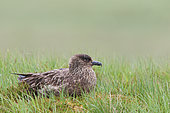 Great skua (Stercorarius skua) brooding on its nest in a bog, Scotland
