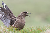 Grand labbe (Stercorarius skua) défendant son nid en criant, Ecosse, Royaume-Uni