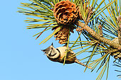 Crested Tit (Lophophanes cristatus) adult in winter looking for pine seeds against a blue sky, Finistère, France