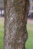 Trunk of Holm oak (Quercus ilex), Aude, France