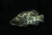 Highfin grouper (Epinephelus maculatus), Aru Islands, Arafura Sea, Moluccas, Indonesia