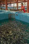 Aquaculture, Grouper fish, Breeding pond, Aru Islands, Arafura Sea, Moluccas, Indonesia