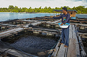 Aquaculture, feeding groupers in floating ponds at sea, Aru Islands, Arafura Sea, Moluccas, Indonesia