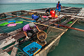Aquaculture, Grouper fish populating with new fish from breeding floating ponds, Aru Islands, Arafura Sea, Moluccas, Indonesia