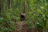 Sumatran rhinoceros (Dicerorhinus sumatrensis) in the forest, smallest of all rhinos, Sumatra