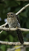 Banded bay cuckoo (Cacomantis sonneratii) on a branch, Ketambe, Aceh, Sumatra, Indonesia