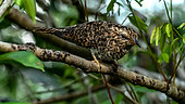 Banded bay cuckoo (Cacomantis sonneratii) on a branch, Ketambe, Aceh, Sumatra, Indonesia