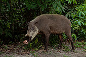 Bornean bearded pig (Sus barbatus) female, Tanjung Puting National Park, Borneo, Indonesia