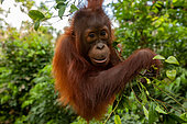 Bornean orangutan (Pongo pygmaeus) juvenile playing in tree, Tanjung Puting National Park, Central Kalimantan, Indonesia