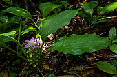 Ginger flowers in forest, Aru Islans, Maluccas