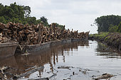 Industrial timber plantation, Moving timber with barges, Riau, Sumatra, Indonesia