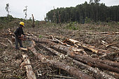 Industrial timber plantation, Harvesting timber, Riau, Sumatra, Indoneisa