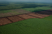 Industrial timber plantation for paper, Riau, Sumatra, Indonesia