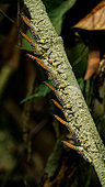 Lantern bugs on branch, Gunung Leuser National Park, North Sumatra, Indonesia