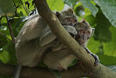 Long tail macaques (Macaca fascicularis) on tree, West Java, Indonesia