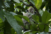Long tail macaques (Macaca fascicularis) on tree, West Java, Indonesia