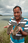 Man showing Sea cucumbers (Holothuria scabra), Aru Islands, Maluccas