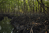 Mangrove, Ujung Kulon National Park, West Java, Indonesia